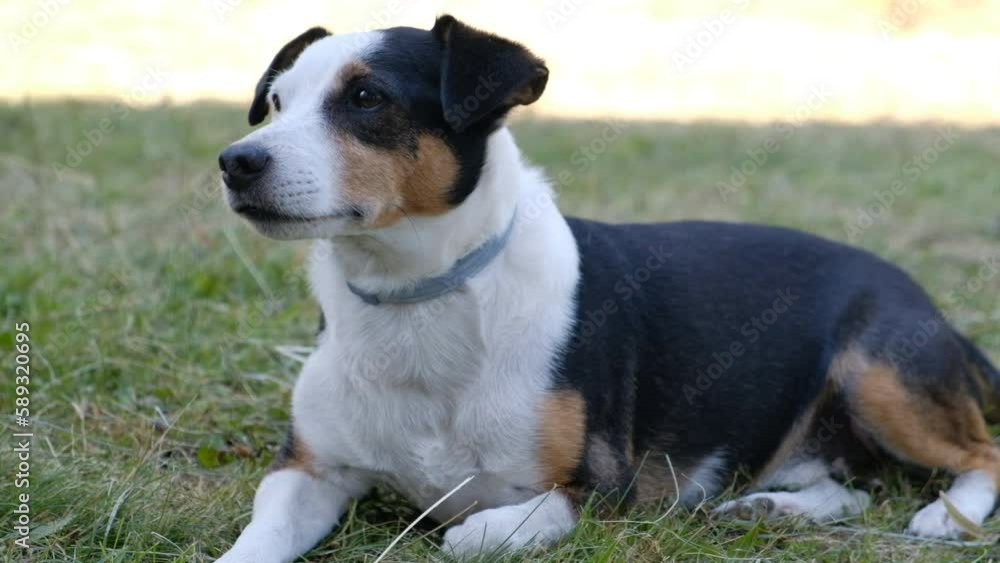 Jack Russell terrier portrait as he is lying on the grass on sunny day Jack Russell terrier portrait as he is lying on the grass on sunny day