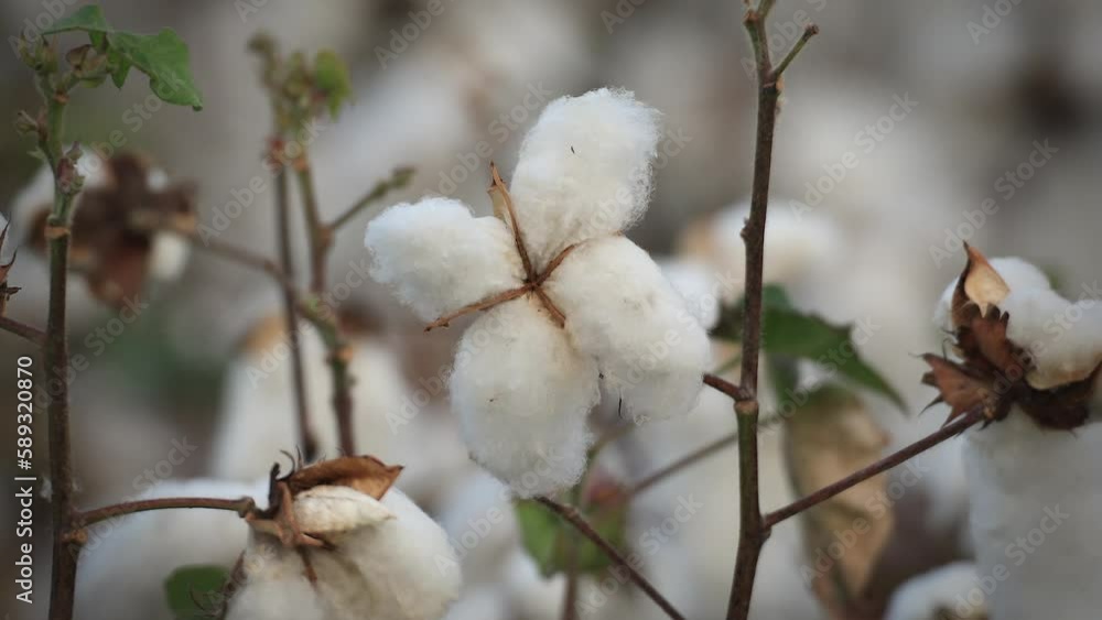 Cotton flowers blowed out and turned into fiber right before the harvest season. Cotton flowers blowed out and turned into fiber right before the harvest season.