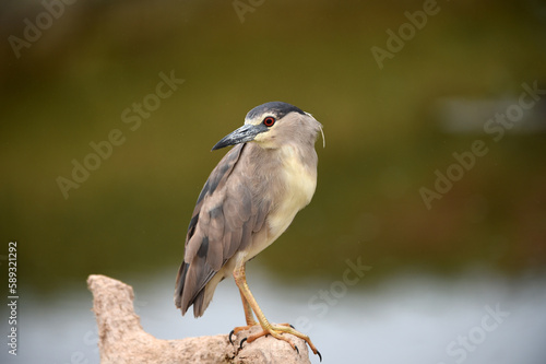 The black-crowned night heron is a small, stocky wading bird that lives year-round in marshes, Squacco Heron (Ardeola ralloides)  © Aziz