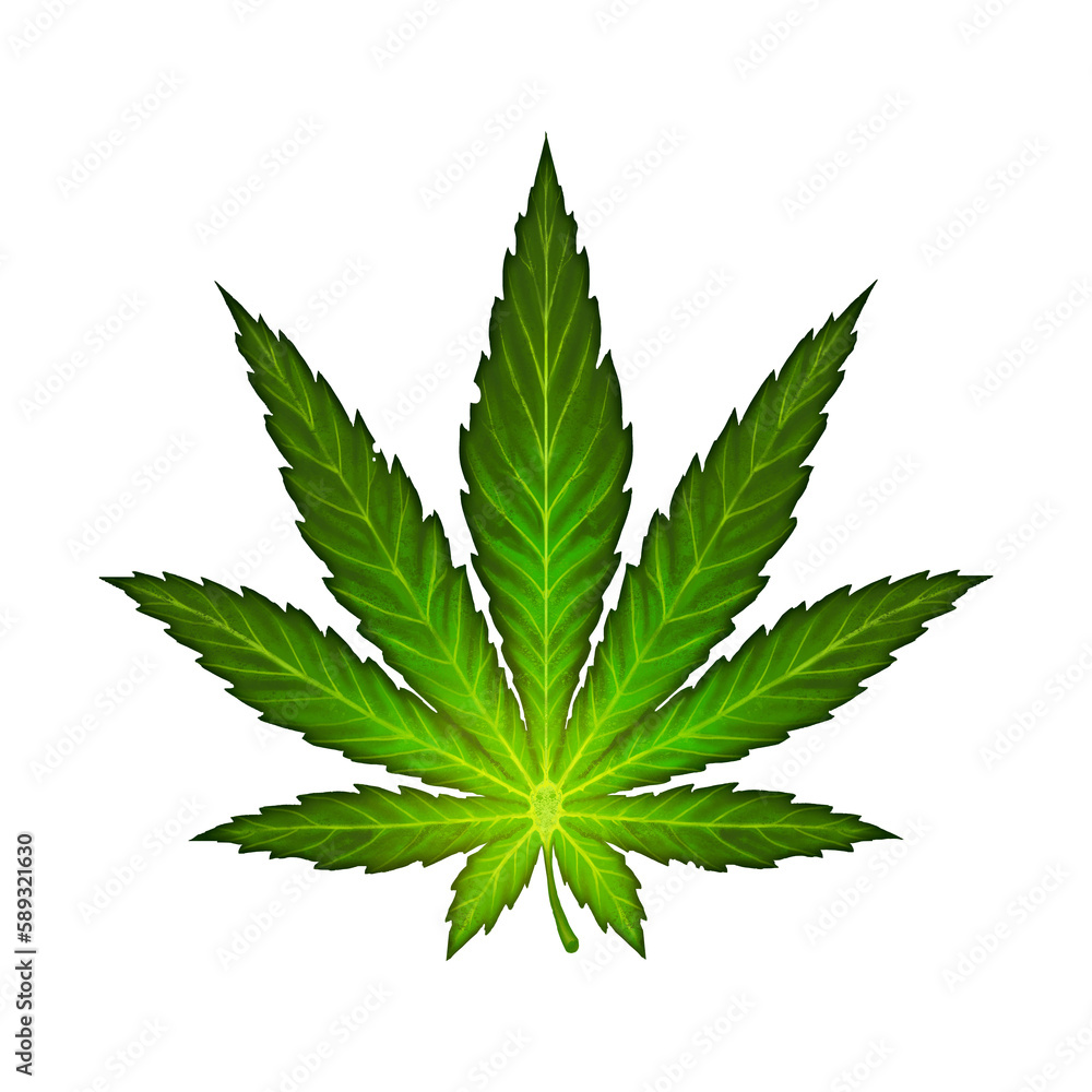 Cannabis leaf illustration realism isolate. Healing herb for relaxation. Cannabis leaf illustration realism isolate. Healing herb for relaxation.