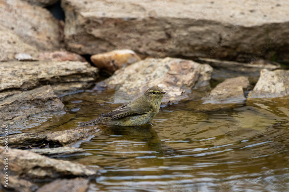 A Chiffchaff (Phylloscopus collybita) having a bath in a pond. A Chiffchaff (Phylloscopus collybita) having a bath in a pond.