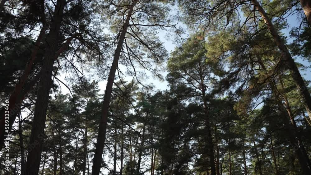 The tops of pine trees on the background of the sky The tops of pine trees on the background of the sky