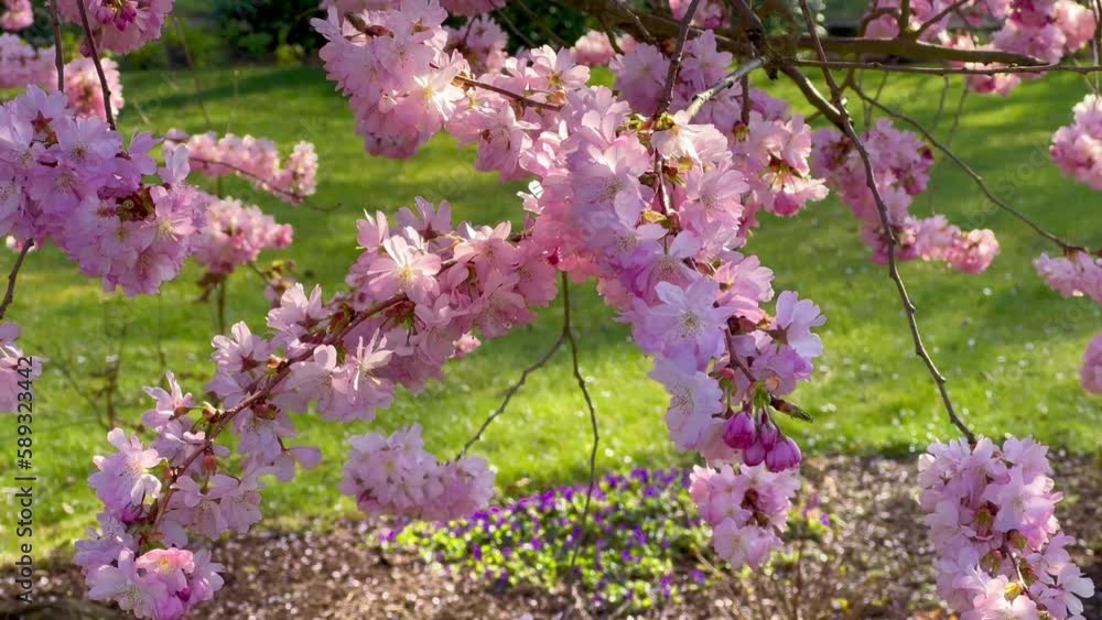 Cherry blossoms in the spring season in park. Pink sakura flowers. Floral backdrop. Botanical garden concept. Tender bloom. Aroma and fragrance. Spring season. Botany and gardening. Cherry blossoms in the spring season in park. Pink sakura flowers. Floral backdrop. Botanical garden concept. Tender bloom. Aroma and fragrance. Spring season. Botany and gardening.
