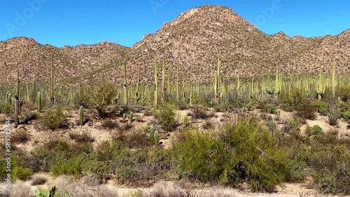Saguaro National Park near Tucson, Arizona. Ocotillo, saguaro, prickly pear, cholla, fishhook and barrel cactus in a desert landscape.  photo