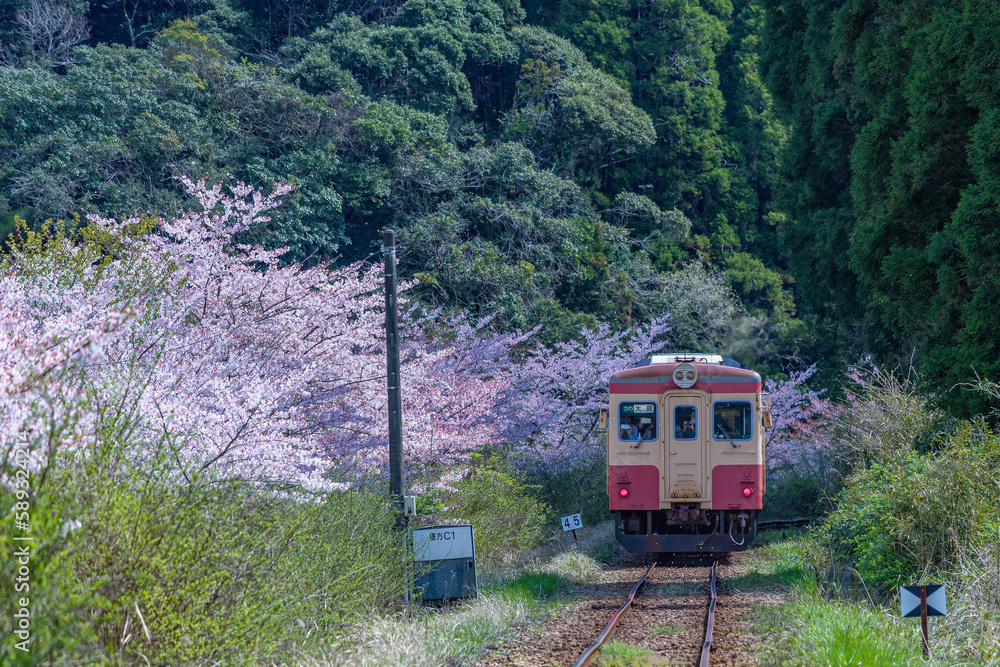 Fototapeta premium 電車と桜