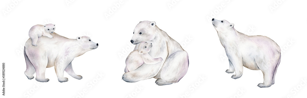 Watercolor illustration with a cute polar bear. Cute winter animal, wildlife, illustration with bear. Adorable wild antarctic mammal. Set, clipart