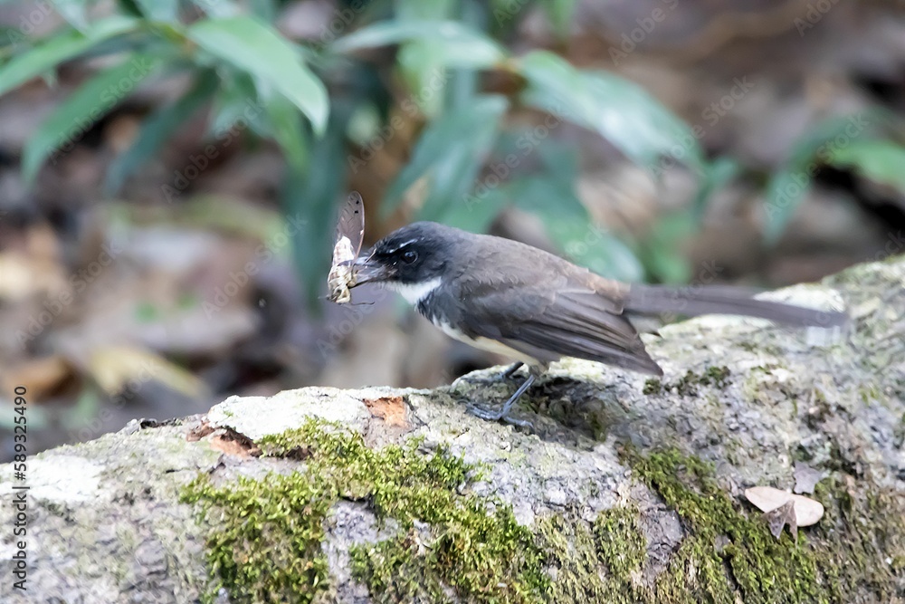 Obraz premium Malaysian pied fantail, Rhipidura javanica, with prey on a branch