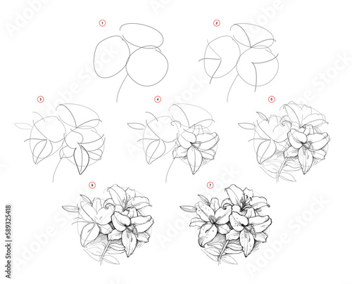 Page shows how to learn to draw sketch the lilies flowers. Pencil drawing lessons. Educational page for artists. Textbook for developing artistic skills. Online education. Vector illustration.