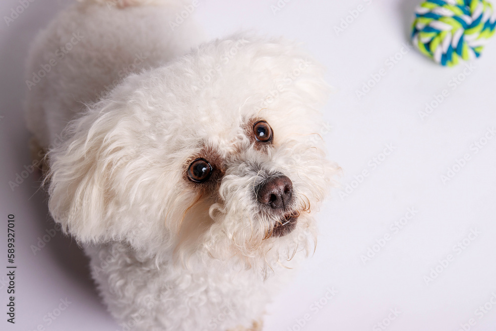 White Maltese dog on white background in studio White Maltese dog on white background in studio