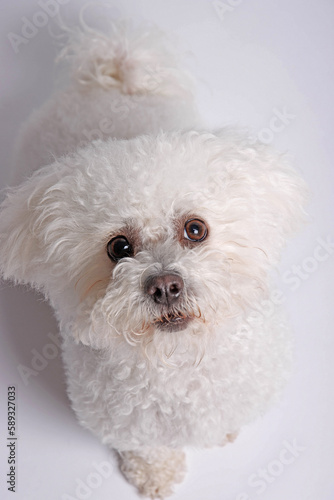 White Maltese dog on white background in studio