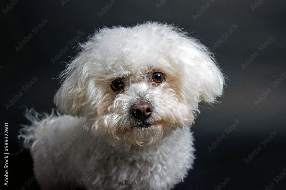 White Maltese dog on white background in studio White Maltese dog on white background in studio