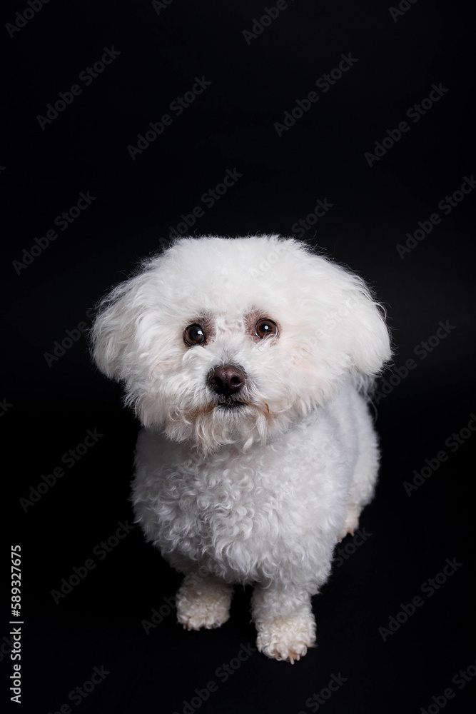White Maltese dog on white background in studio White Maltese dog on white background in studio