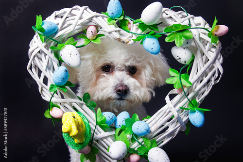 White Maltese dog on white background in studio photo