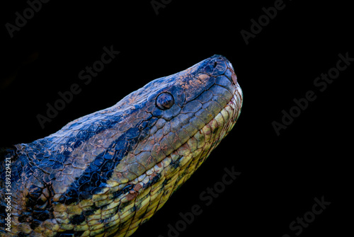 Фотография Details of the head and skin of an anaconda with black background