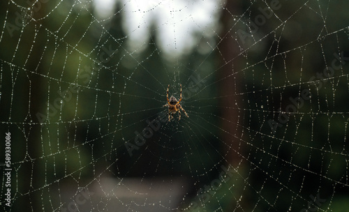 A large spider is sitting on a web in raindrops. Small drops of water on the web. A forest trap for insects. © Svetliy