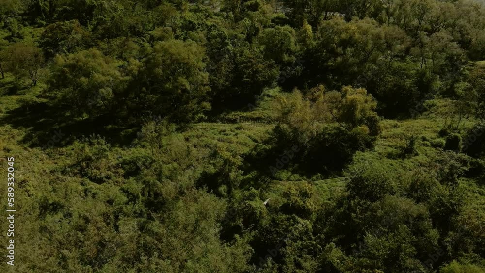 秋の九頭竜川 すすき 河川敷 森 川 自然 福井市 空撮 4K