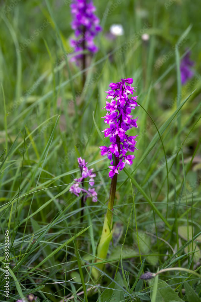 Orchis mascula (L.) L. or early purple orchid in spring, close up Orchis mascula (L.) L. or early purple orchid in spring, close up
