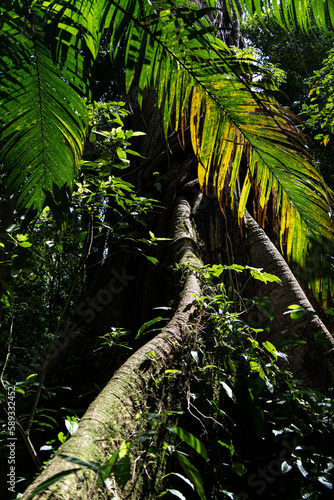 tropical jungle