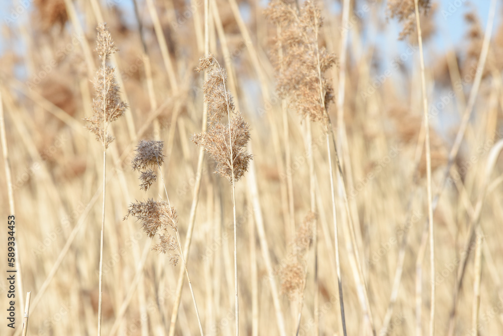 Fototapeta premium Pampas grass in the breeze with blue sky in a calm nature background