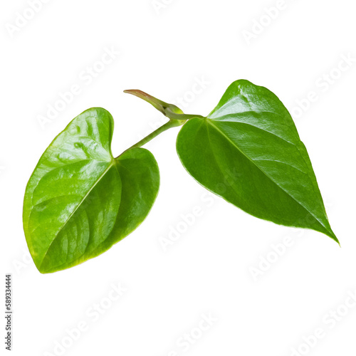 Two Anthurium leaves. Green tropical houseplant leaf. No background png.