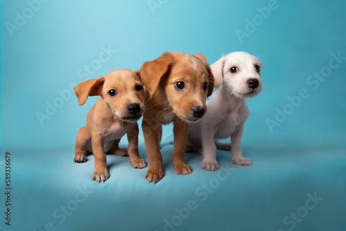 Fotografie retrato en estudio de perros mestizos cachorros