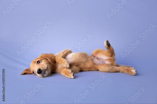 retrato de perro cachorro mestizo café acostado