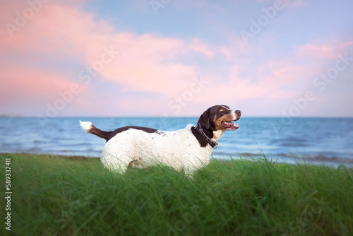 Perro en la playa