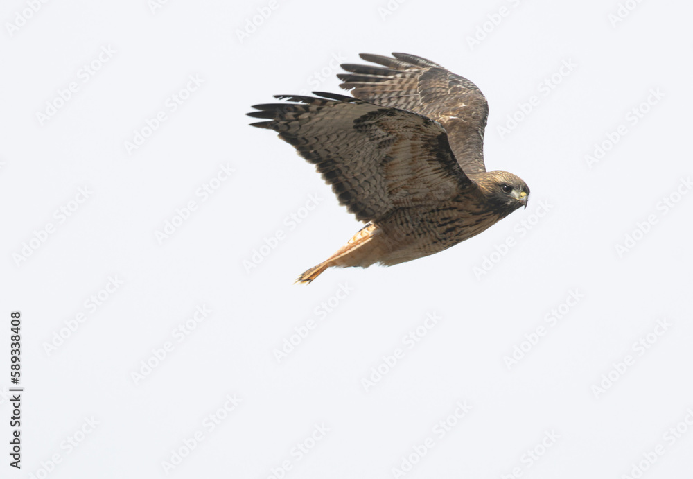Fototapeta premium Red-tailed Hawk