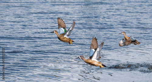 ble winged teal ducks
