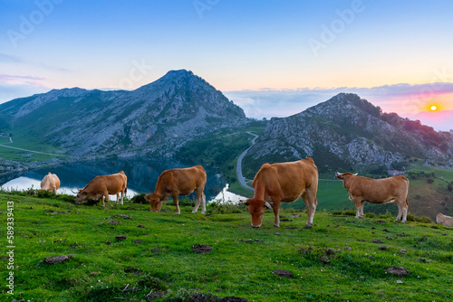 Picturesque rocky landscape and cows grazing in highland pastures above lakes of Covadonga at sunset, Asturias, Spain..