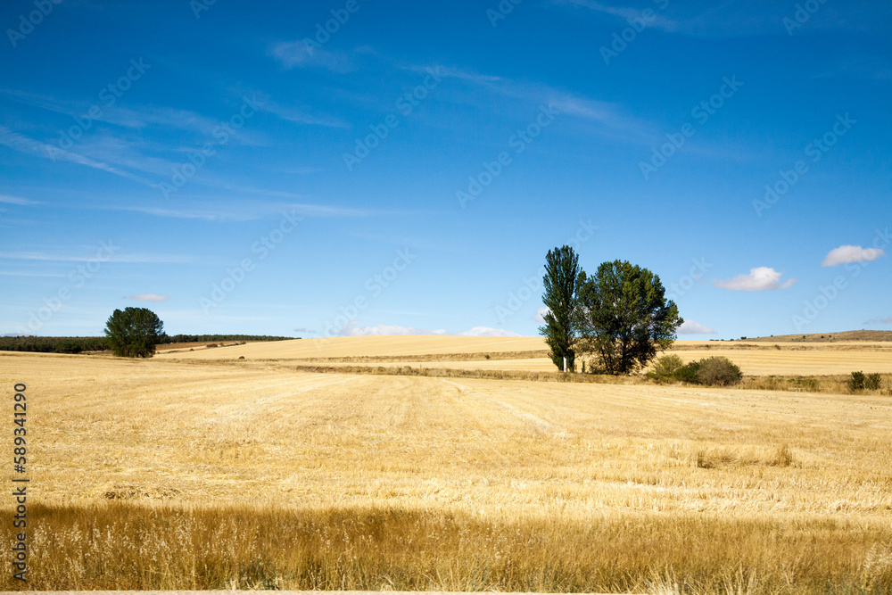 Fototapeta premium Castile and Leon region rural landscape, Spain