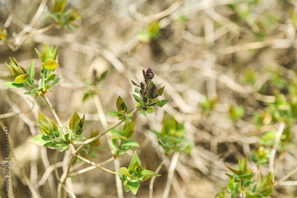 Little Lilac Flowers Blooming in Springtime in Wisconsin, United States Little Lilac Flowers Blooming in Springtime in Wisconsin, United States