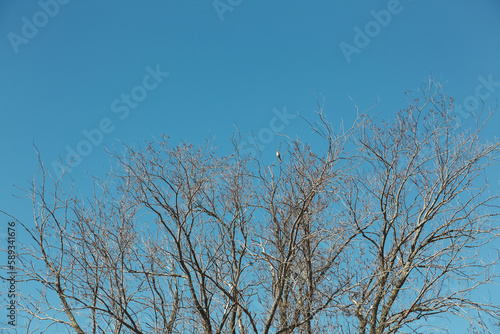 Bare Branches with Buds Against Deep Blue Springtime Sky with Brown Thrasher Bird on Top of Tree