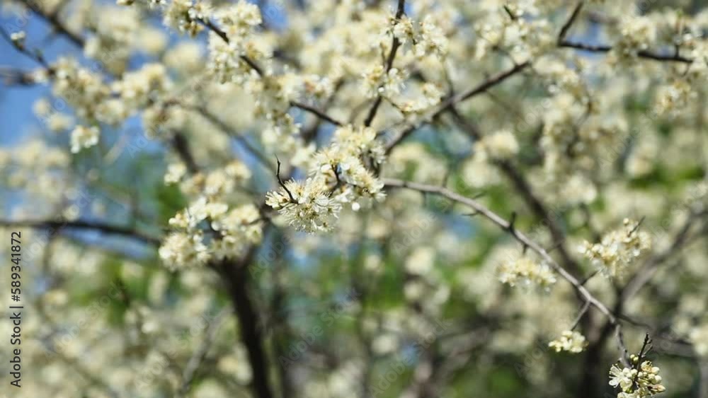 Bees Flying on White Fresh Flowers in Springtime, Wisconsin, United States Bees Flying on White Fresh Flowers in Springtime, Wisconsin, United States