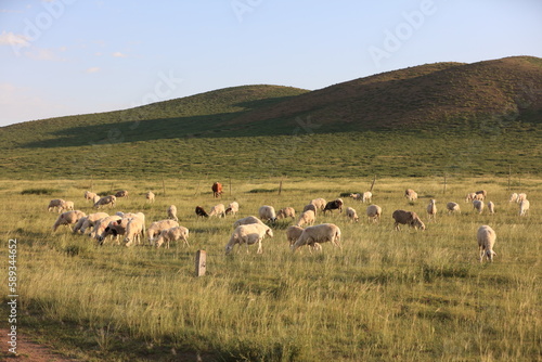  A flock of sheep are eating grass on the grassland