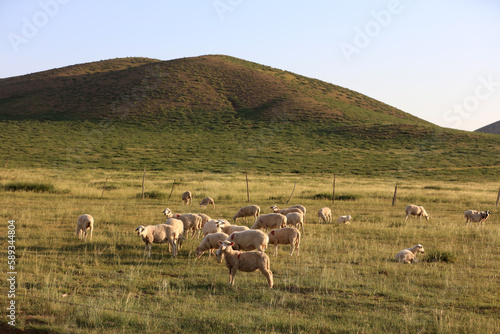  A flock of sheep are eating grass on the grassland © zhengzaishanchu