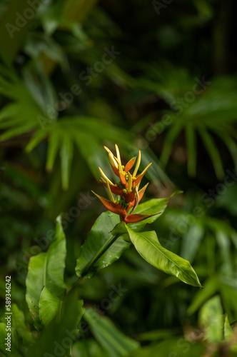 Red and Yellow Jungle Blossom with a Green Backdrop in Hawaii.