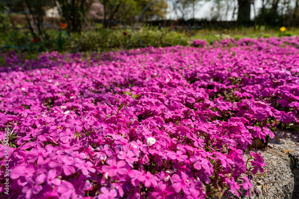 一面のきれいな芝桜