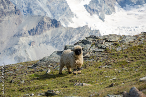 Blacknose sheep in the mountains