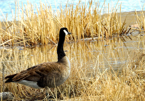 Canada Goose in Spring