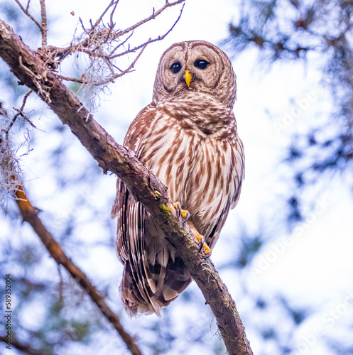 snowy owl perched on a branch