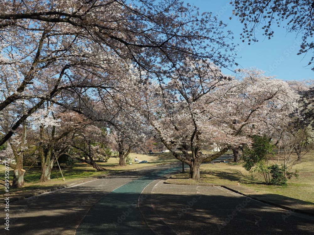埼玉県稲荷山公園の桜