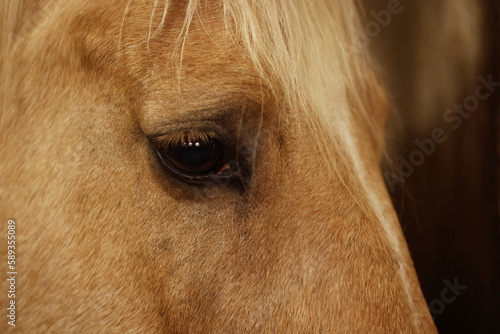 Adorable horse on blurred background  closeup. Lovely domesticated pet