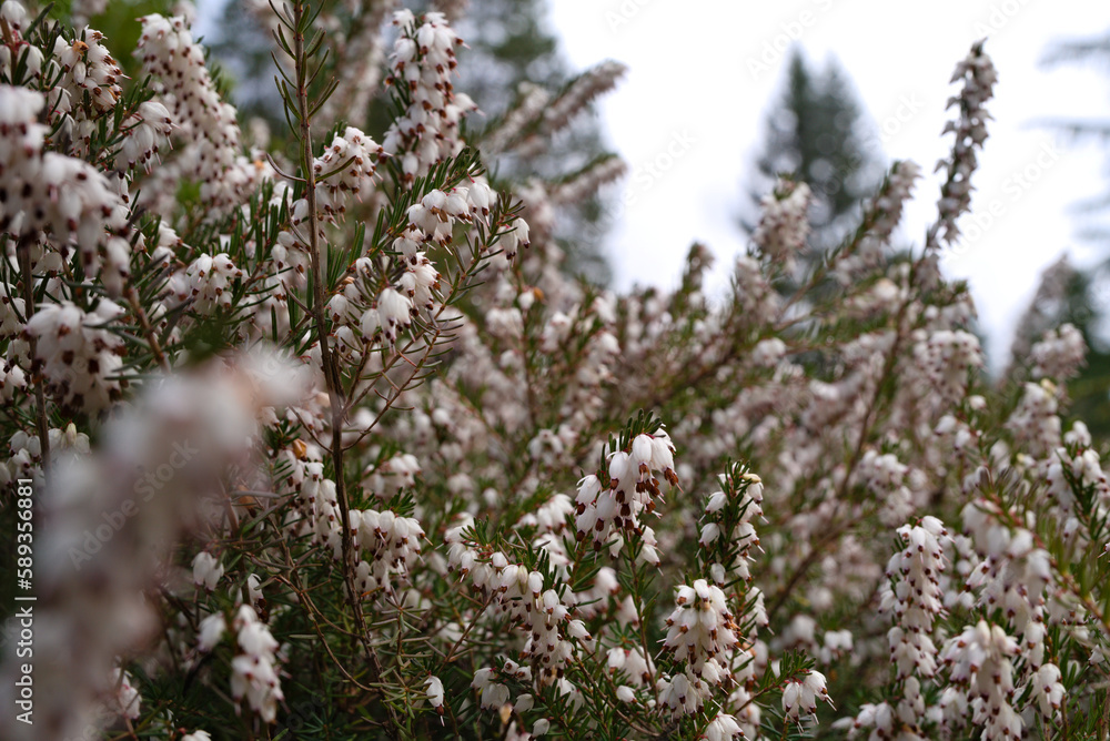 Spring blossoms