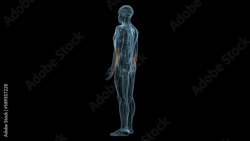 human muscles Graciela, Soles, Deloitte and trapeziums anatomy. 3d illustration photo