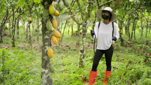 Smallholder farmer applies chemical insecticide on cacao pods, pesticide asia