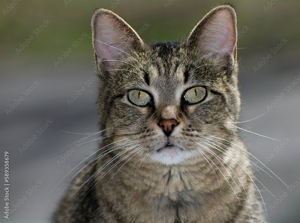 Close up of a small tabby cat. 