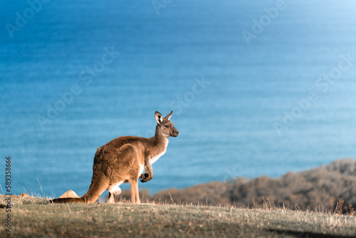 Deep Creek Kangaroo
