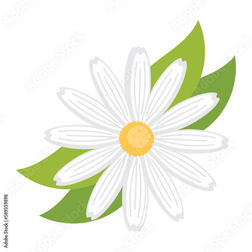 daisy flower and leaf