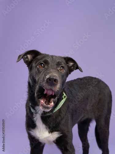 Portrait of a beautiful dog lilac background. Mix of breeds. Happy Pet in the studio